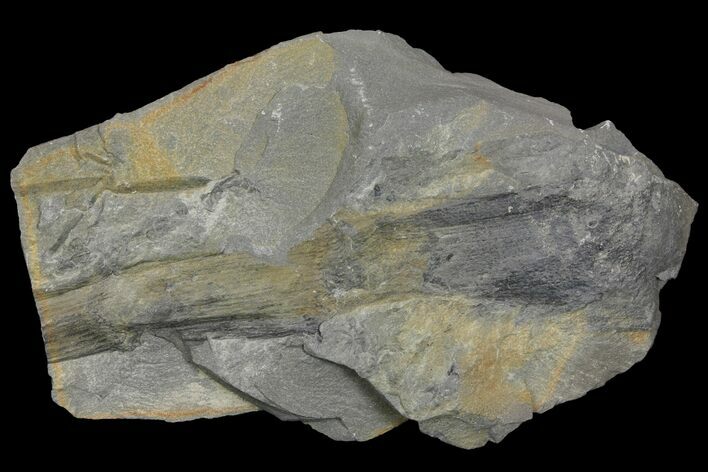 Pennsylvanian Fossil Horsetail (Calamites?) Plate - Kentucky #142434